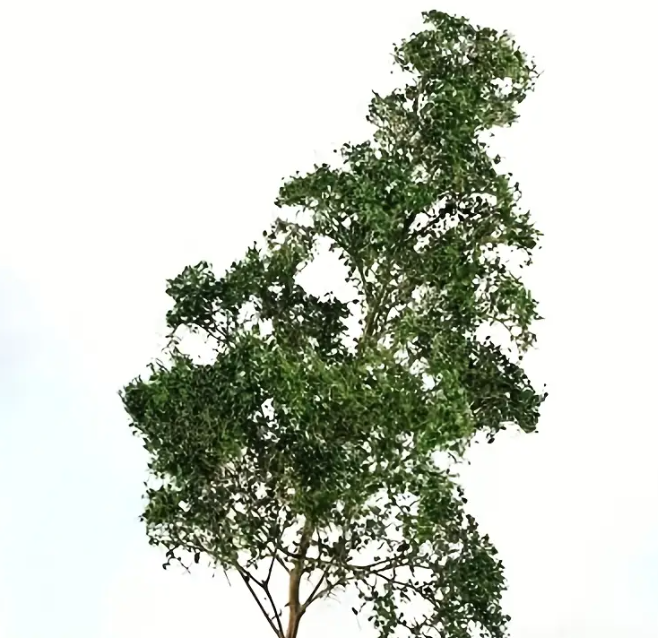14cm - Model Tree - Forrest Green