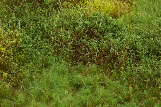 WB- M041 - Shrubbery - Wild Shrubbery Spring A - Martin Welberg Scenic Studios