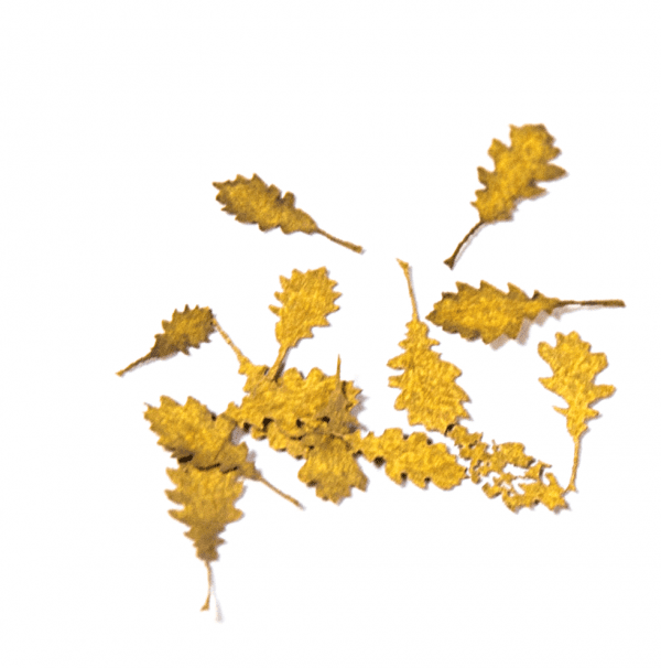 AK8105 - Oak Autumn Leaves 1:35