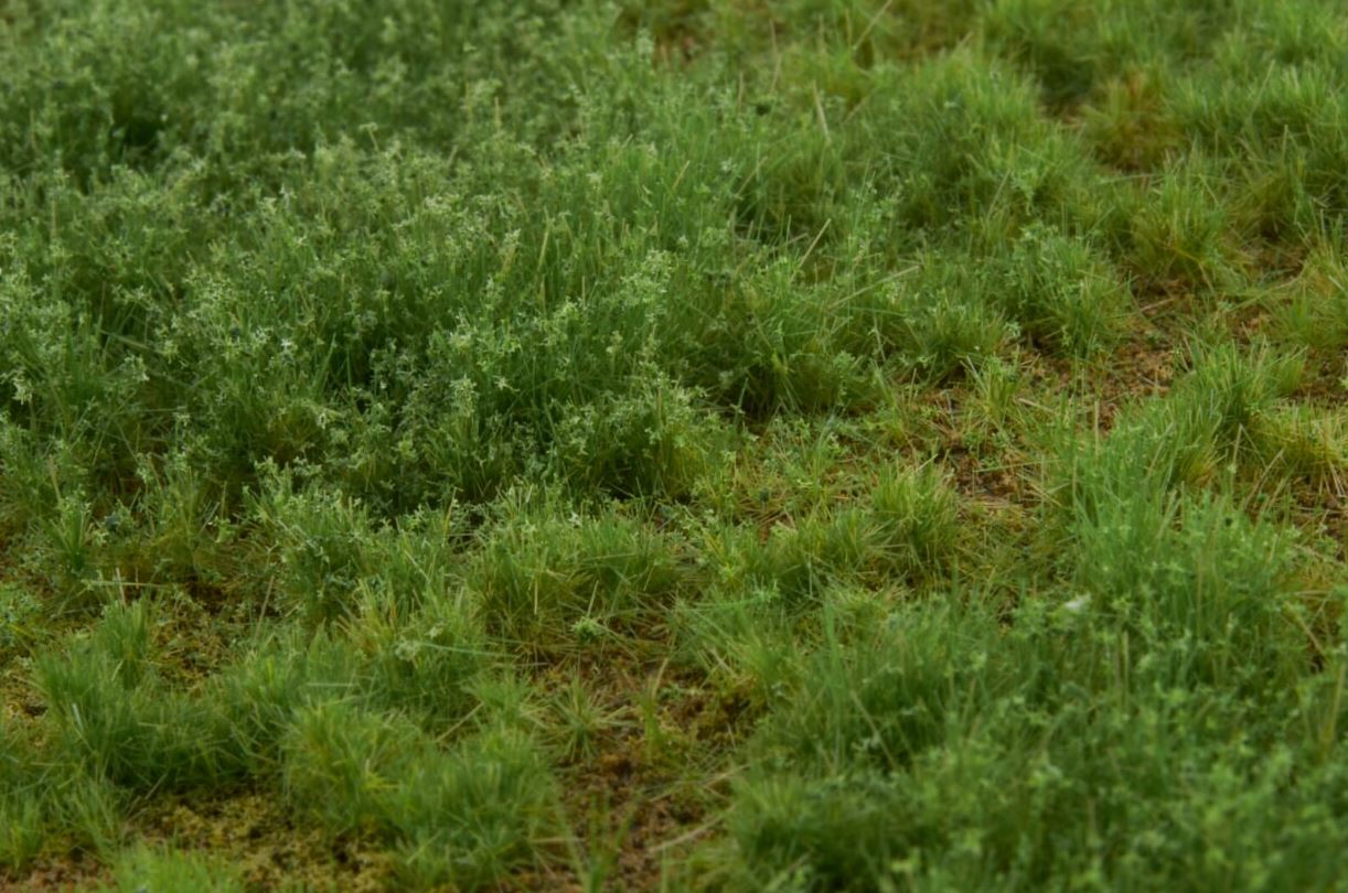WB-M004 - Grass Mat - Rough Meadow Weeds Summer B - Martin Welberg Scenic Studios